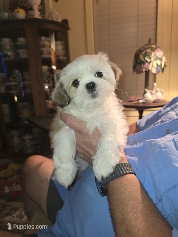 Snow White  – Shih Tzu puppy for sale in Little Rock, AR