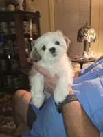Snow White , a female Shih Tzu for sale in Little Rock, AR – 1 of 1