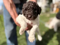 Abby, a female Springer Doodle and Double Doodle for sale in Chisholm, MN – 2 of 4
