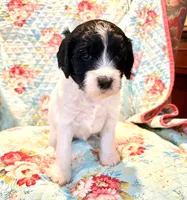 Rosie, a female Springer Doodle and Double Doodle for sale in Chisholm, MN – 2 of 5