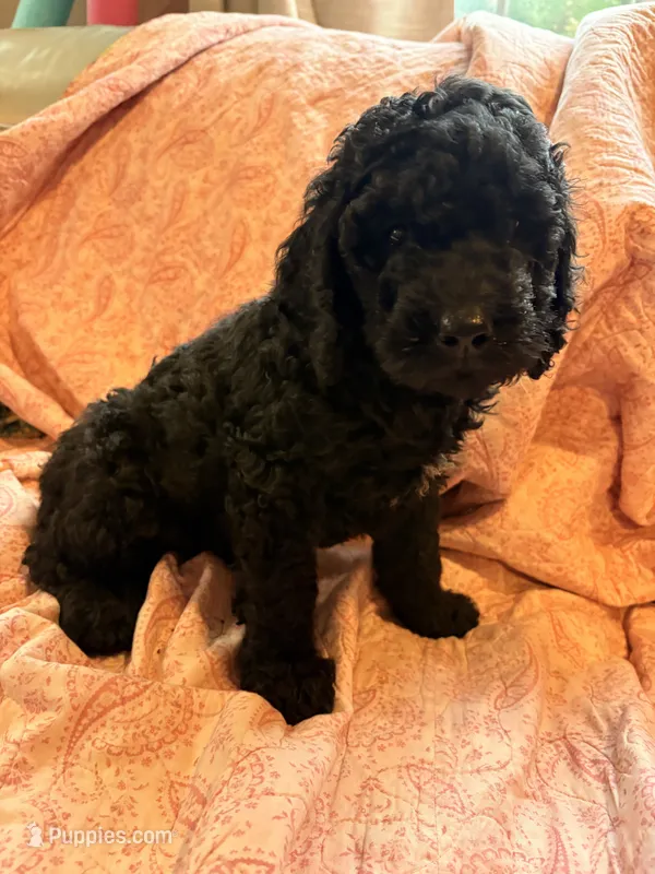 Maggie – Springer Doodle, Double Doodle puppy for sale in Chisholm, MN