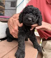 Sonny, a male Springer Doodle and Double Doodle for sale in Chisholm, MN – 2 of 2