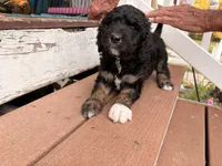 Molly, a female Springer Doodle and Double Doodle for sale in Chisholm, MN – 3 of 3