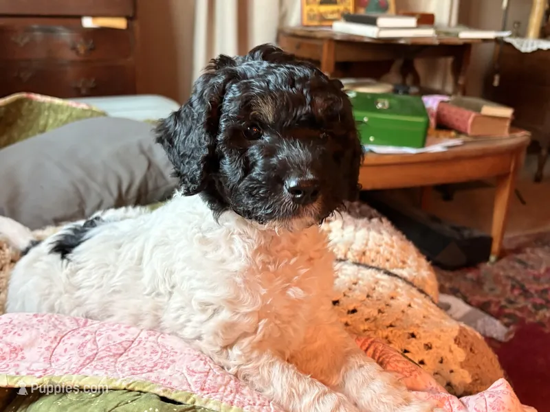 Teddy – Springer Doodle, Double Doodle puppy for sale in Chisholm, MN