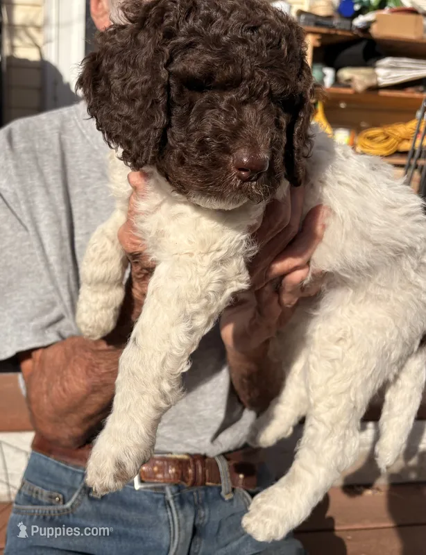 Lucky, a male Springer Doodle and Double Doodle for sale in Chisholm, MN – 1 of 3