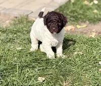 Abby, a female Springer Doodle and Double Doodle for sale in Chisholm, MN – 1 of 4