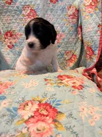 Rosie, a female Springer Doodle and Double Doodle for sale in Chisholm, MN – 3 of 5