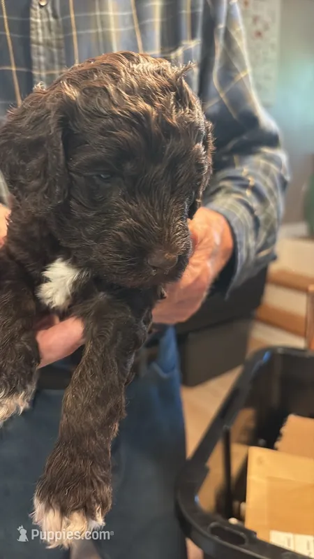 Chloe – Springer Doodle, Double Doodle puppy for sale in Chisholm, MN