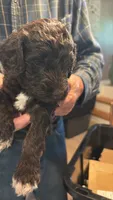 Chloe, a female Springer Doodle and Double Doodle for sale in Chisholm, MN – 1 of 4