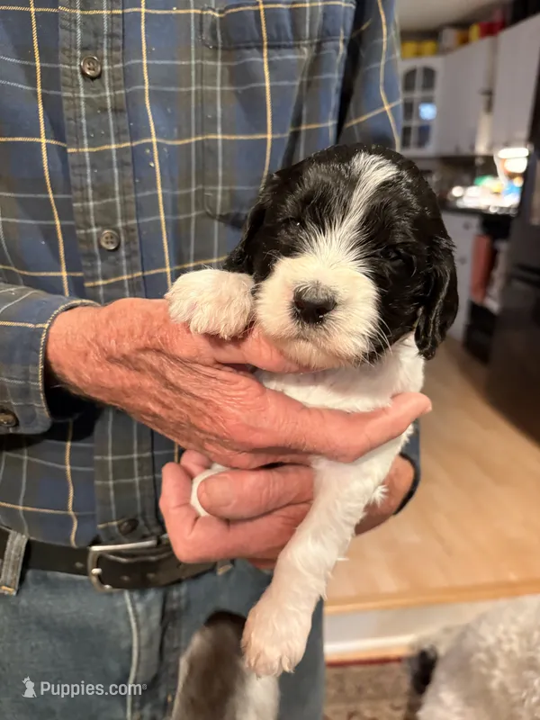 Rosie – Springer Doodle, Double Doodle puppy for sale in Chisholm, MN