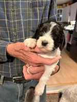Rosie, a female Springer Doodle and Double Doodle for sale in Chisholm, MN – 1 of 5