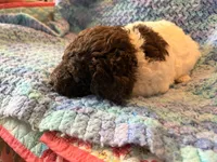 Abby, a female Springer Doodle and Double Doodle for sale in Chisholm, MN – 4 of 4