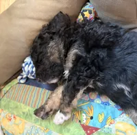 Molly, a female Springer Doodle and Double Doodle for sale in Chisholm, MN – 2 of 3