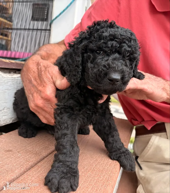 Sonny – Springer Doodle, Double Doodle puppy for sale in Chisholm, MN
