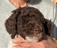 Lucky, a male Springer Doodle and Double Doodle for sale in Chisholm, MN – 2 of 3