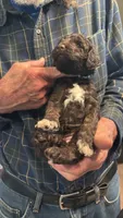 Chloe, a female Springer Doodle and Double Doodle for sale in Chisholm, MN – 2 of 4