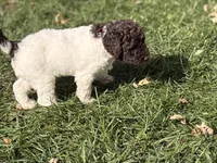 Abby, a female Springer Doodle and Double Doodle for sale in Chisholm, MN – 3 of 4