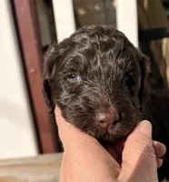 Chloe, a female Springer Doodle and Double Doodle for sale in Chisholm, MN – 3 of 4