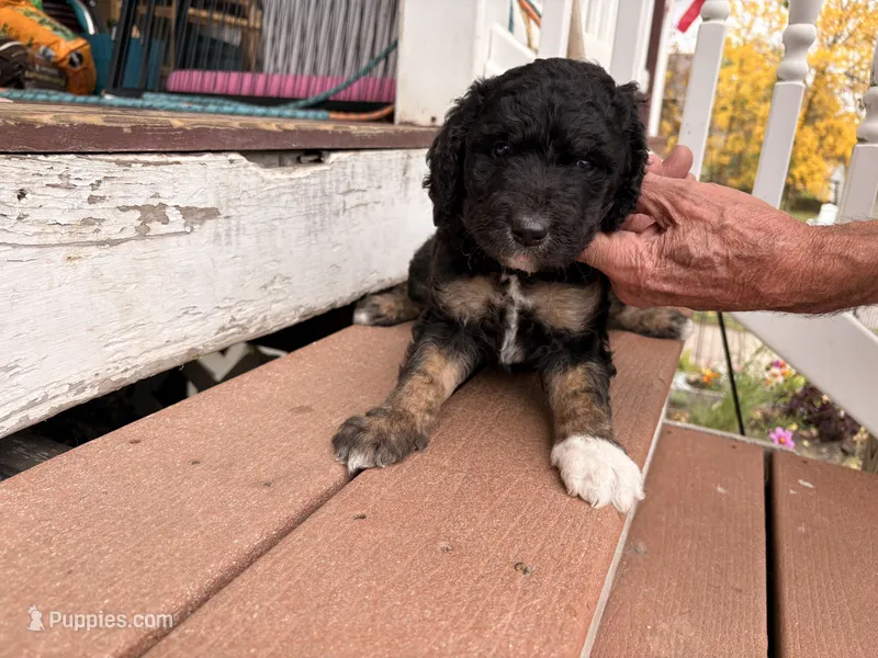 Molly – Springer Doodle, Double Doodle puppy for sale in Chisholm, MN