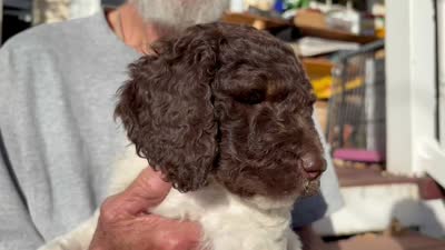 Lucky, a male Springer Doodle and Double Doodle for sale in Chisholm, MN – 3 of 3