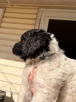 Teddy, a male Springer Doodle and Double Doodle for sale in Chisholm, MN – 1 of 1