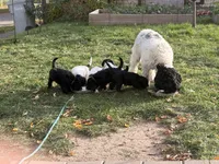Rosie, a female Springer Doodle and Double Doodle for sale in Chisholm, MN – 4 of 5