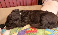 Chloe, a female Springer Doodle and Double Doodle for sale in Chisholm, MN – 4 of 4
