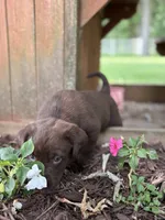 Daisy, a female Labrador Retriever for sale in Marthasville, MO – 3 of 6