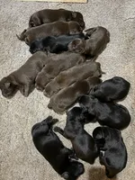 Bow, a male Labrador Retriever for sale in Marthasville, MO – 5 of 8