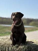 Daisy, a female Labrador Retriever for sale in Marthasville, MO – 6 of 6
