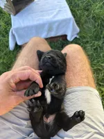 Bow, a male Labrador Retriever for sale in Marthasville, MO – 4 of 8