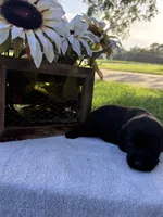 Bow, a male Labrador Retriever for sale in Marthasville, MO – 3 of 8