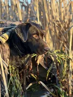 Charlie , a male Labrador Retriever for sale in Marthasville, MO – 6 of 7