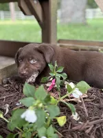 Daisy, a female Labrador Retriever for sale in Marthasville, MO – 1 of 6