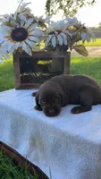 Charlie , a male Labrador Retriever for sale in Marthasville, MO – 2 of 7