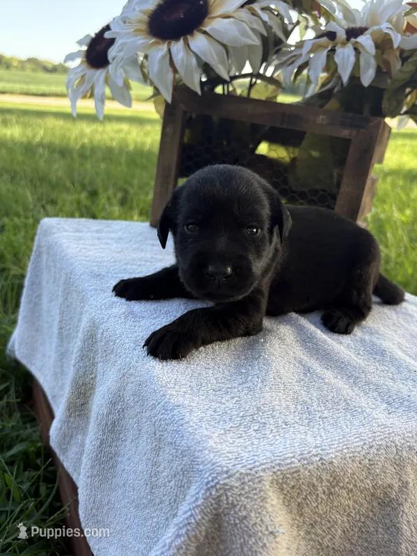 Bow – Labrador Retriever puppy for sale in Marthasville, MO
