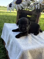 Bow, a male Labrador Retriever for sale in Marthasville, MO – 1 of 8