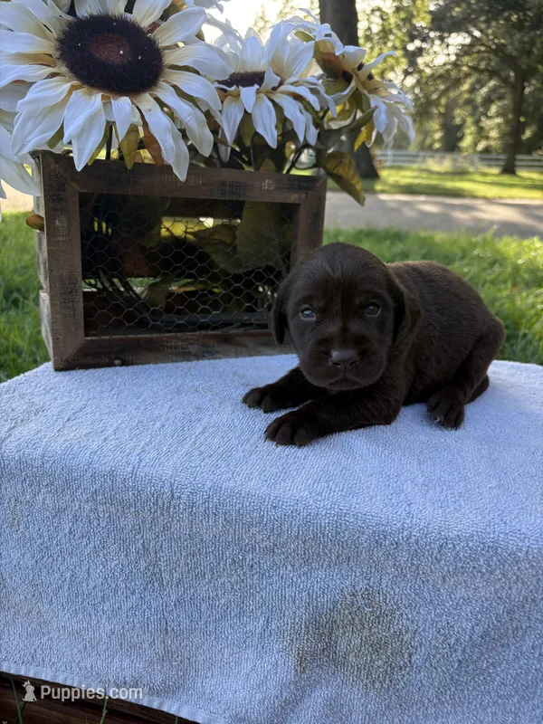 Charlie  – Labrador Retriever puppy for sale in Marthasville, MO