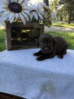 Charlie , a male Labrador Retriever for sale in Marthasville, MO – 1 of 7