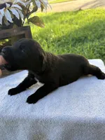 Bow, a male Labrador Retriever for sale in Marthasville, MO – 2 of 8