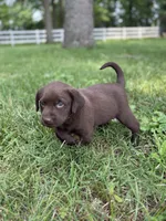 Daisy, a female Labrador Retriever for sale in Marthasville, MO – 2 of 6