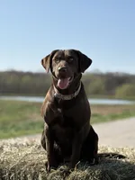 Bow, a male Labrador Retriever for sale in Marthasville, MO – 6 of 8