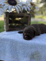 Charlie , a male Labrador Retriever for sale in Marthasville, MO – 3 of 7