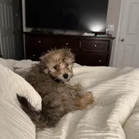 Teddy , a male Havapoo for sale in Broomfield, CO – Photo 7 of 7