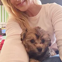 Teddy , a male Havapoo for sale in Broomfield, CO – Photo 4 of 7