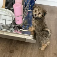 Teddy , a male Havapoo for sale in Broomfield, CO – Photo 2 of 7