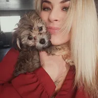 Teddy , a male Havapoo for sale in Broomfield, CO – Photo 5 of 7