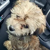 Teddy , a male Havapoo for sale in Broomfield, CO – Photo 3 of 7