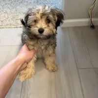 Teddy , a male Havapoo for sale in Broomfield, CO – Photo 6 of 7