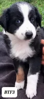 BTF3, a female Australian Shepherd for sale in Hampton, MN – 4 of 5
